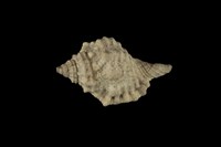 藏品(紅口法螺)的圖片